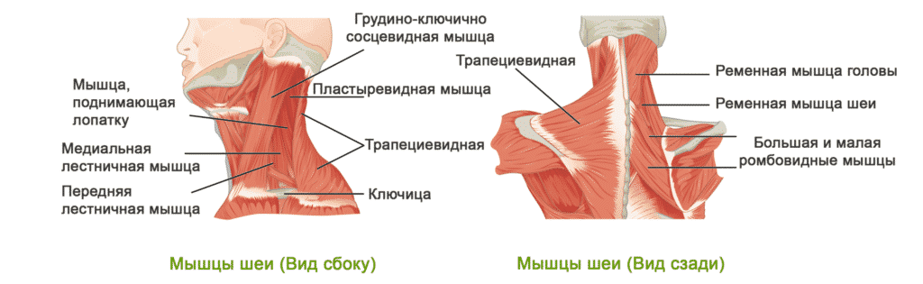 Лечение боли в шее в Кременчуге
