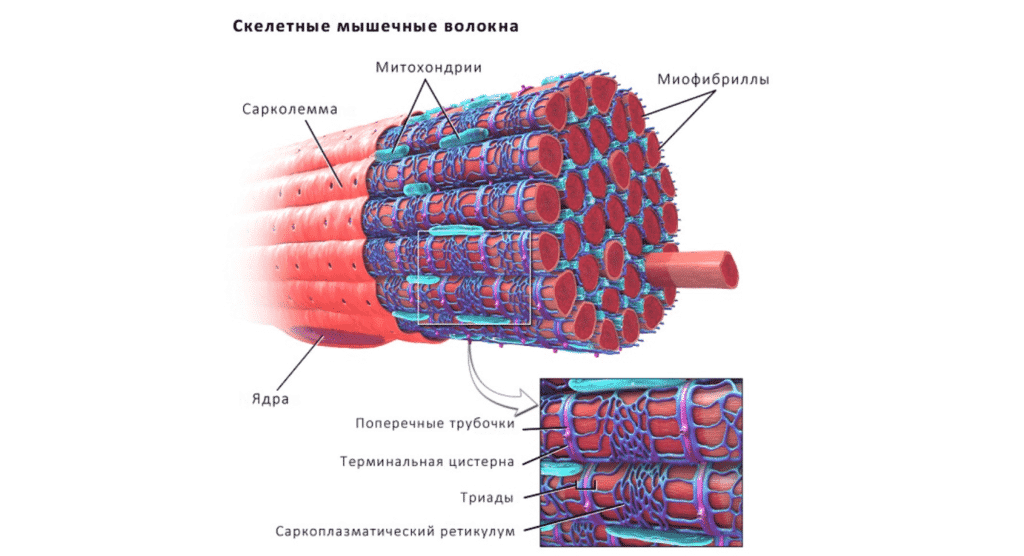 Укрепление мышц в Кременчуге